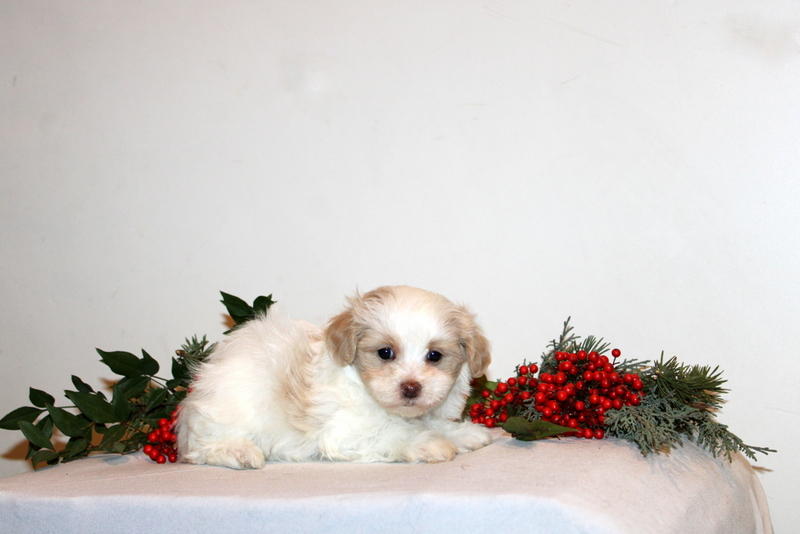 puppy, for, sale, Maltipoo, Matthew B. Stoltzfus, dog, breeder, Gap, PA, dog-breeder, puppy-for-sale, forsale, nearby, find, puppyfind, locator, puppylocator, aca